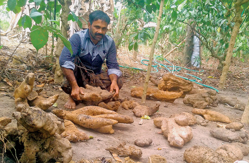 NM Shaji with his prized collection of tubers from across Kerala